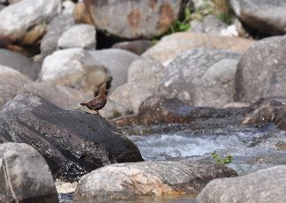 Tirthan valley Package for 03 Night 04 Days