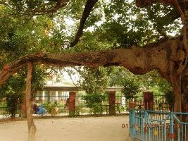Parijaat Tree