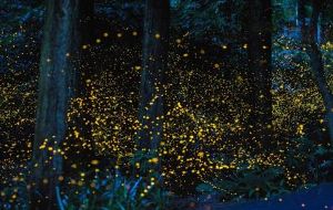 The Kampung Kuantan Firefly Park 