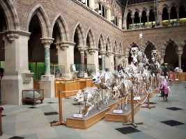 Stones N Bones Museum