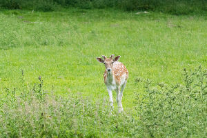 Weald Country Park