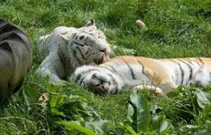 The Isle of Wight Zoo