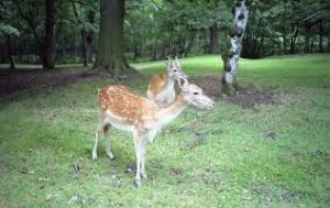 Knowsley Safari Park