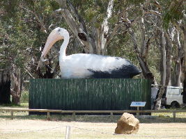 The Big Pelican