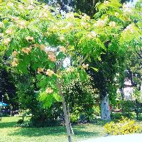 Sehit Mehmetcik Park