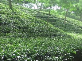 Satchari National Park