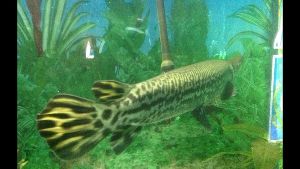 Jawahar Aquarium