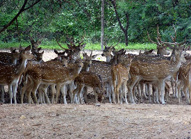 Deer Park