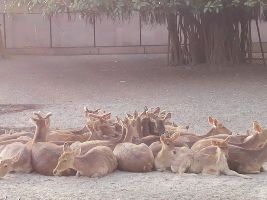 Nawab Wazid Ali Shah Prani Udyan