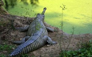 Kukrail Reserve Forest