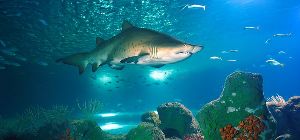 Acuario de Almunecar