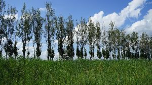 Zhalong Nature Preserve