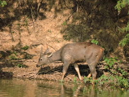 Sukhna Wildlife Sanctuary