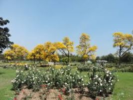 Hibiscus Garden