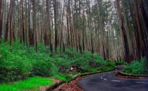 Kodaikanal Pine Forest