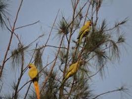 Bird Sanctuary