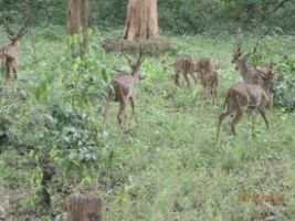 Coorg wildlife 