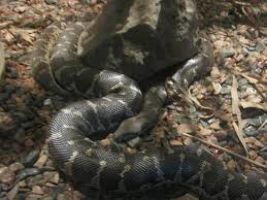 Katraj Snake Park Lake