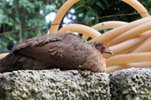 Himalayan Bird Park