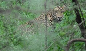 Jhalana Safari Park
