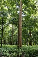 Teak Plantations  