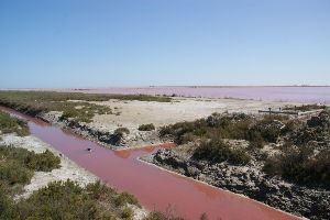 Camargue