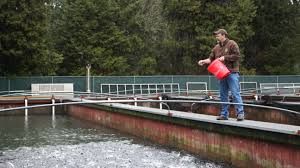 Willamette Fish Hatchery