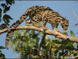 Ngengpui Wildlife Sanctuary