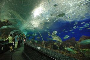 Underwater World