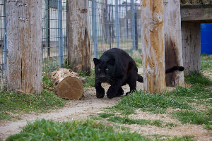 Turpentine Creek Wildlife Refuge