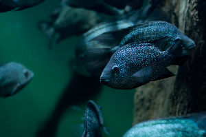 Aquarium of the Americas