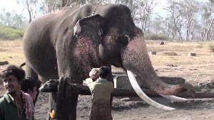 Theppakadu Elephant Camp