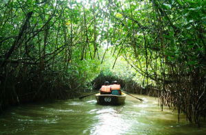Pitchavaram Backwater