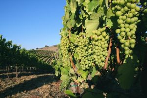 Sustainable Vine Wine 