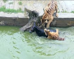 Yancheng Wild Animal World