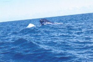 Lovely Whale Watching 