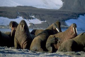Wildlife Exploration in Norway