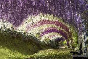 Wisteria Tunnel