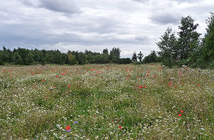 Witham Way Country Park