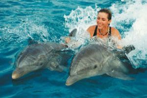 Snorkelling With Dolphins