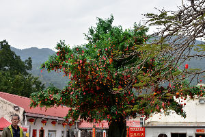 Lam Tsuen Wishing Trees