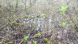 Surrey Bend Regional Park