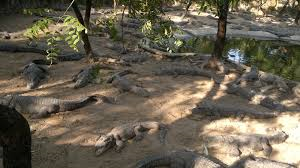 Madras Crocodile Bank