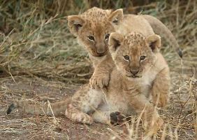 Rampara Wildlife Sanctuary 