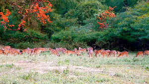 Mudumalai Wildlife Sanctuary