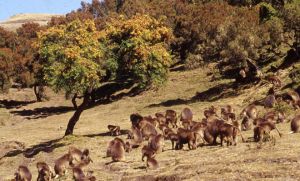 Yangudi Rassa National Park