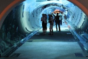 Dubai Aquarium & Underwater Zoo 