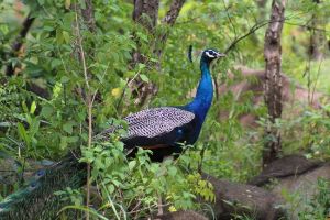 Kurumpapatti Zoological Park