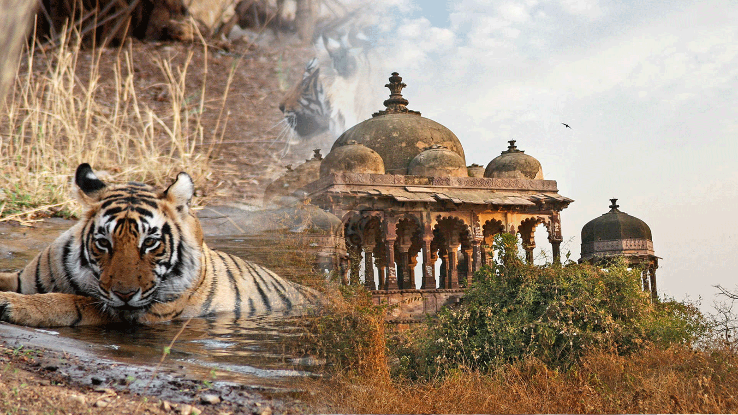 Exploring Monuments At Ranthambore