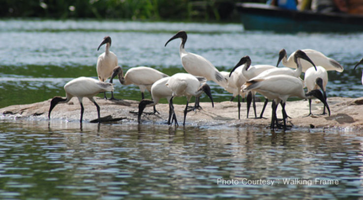 Ranganathittu Bird Sanctuary, Srirangapatna Trip Packages